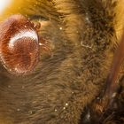 Varroa-Milbe 5x