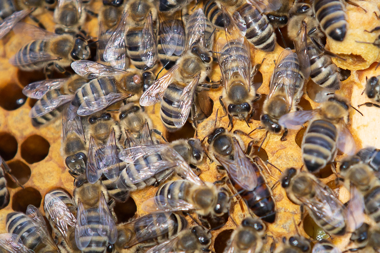 Varroamilbe und eine Bienenkönigin