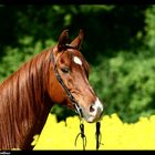 Vasal im Sonnenmeer