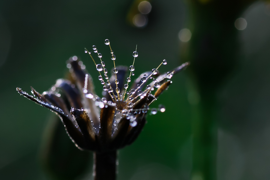 Vase de perles