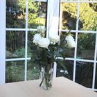 Vase Finlandia - mit weißen Rosen - die Morgensonne ...
