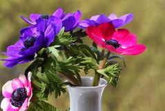 Vase mit Anemonen