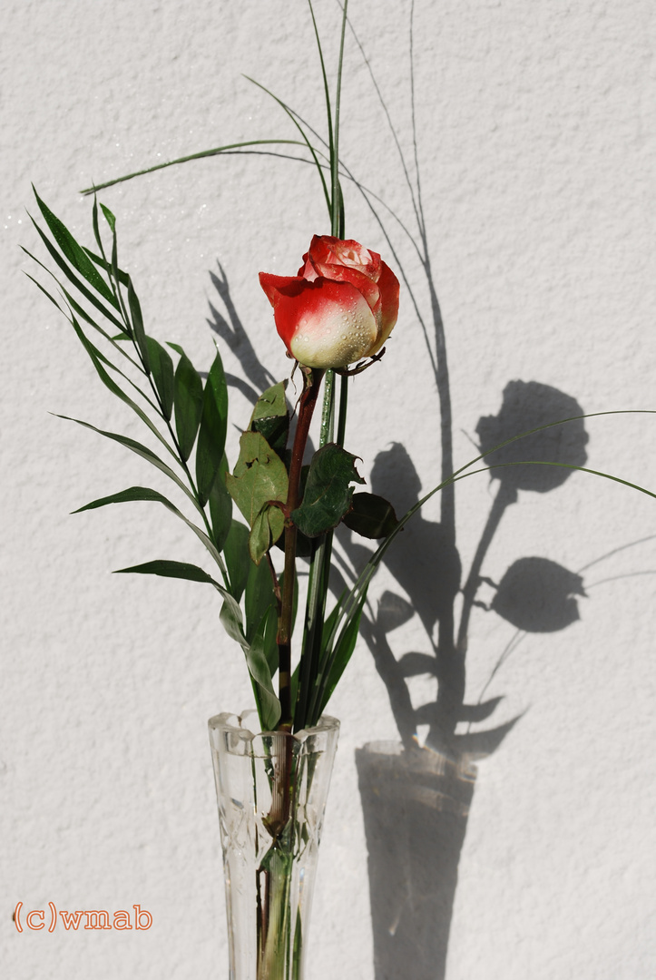 Vase mit Rose und Schatten