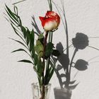 Vase mit Rose und Schatten