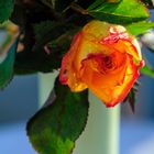 Vasen Rose