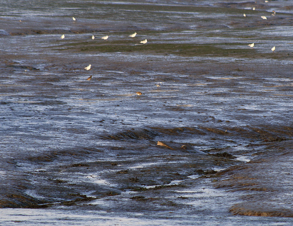 vasière du côté de Conleau