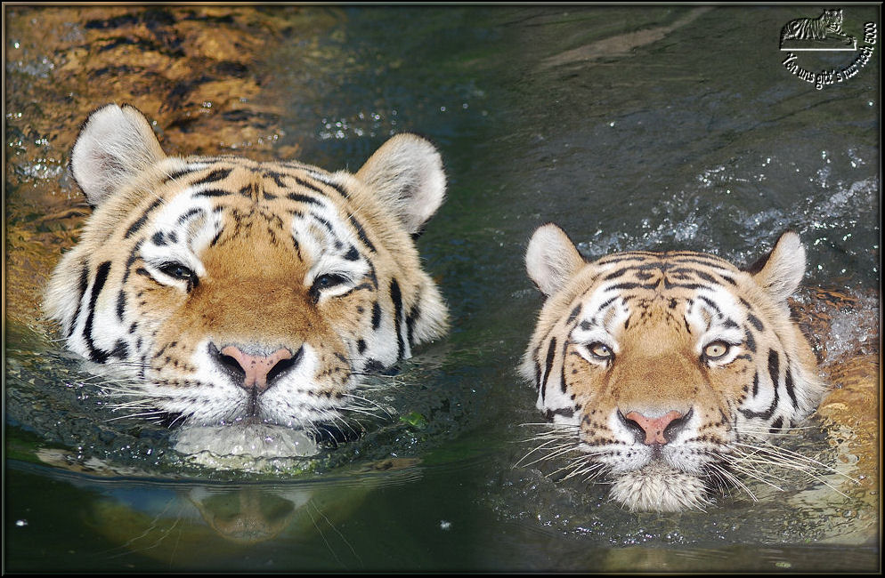 Vasja und Manchou zusammen im Wasser