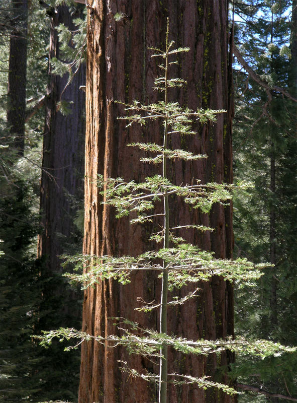 Vater (~1000? Jahre) und Sohn (~20 Jahre) Sequoia