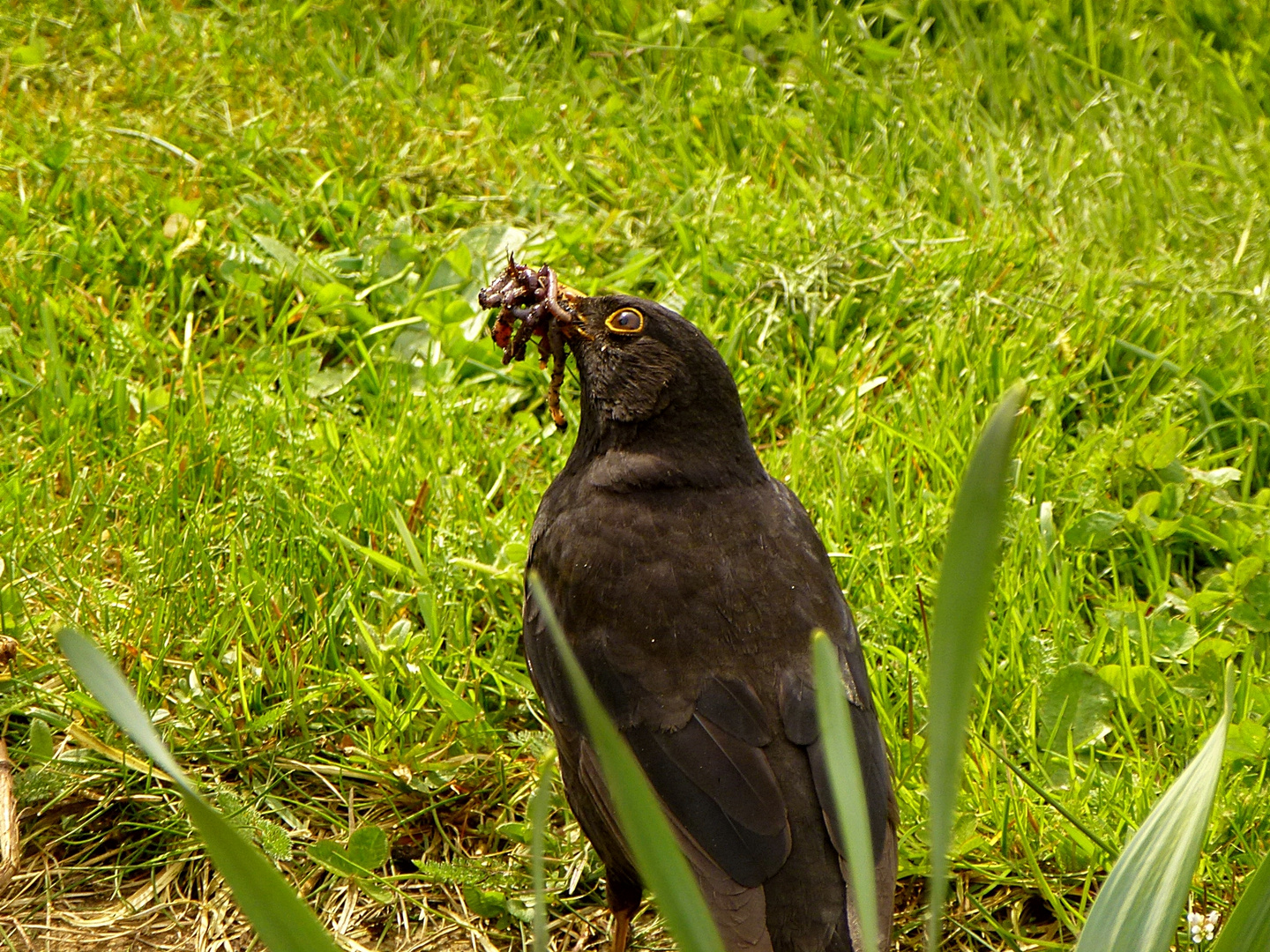 Vater Amsel hat den Schnabel voll