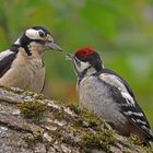 Vater Buntspecht mit seinem Nachwuchs