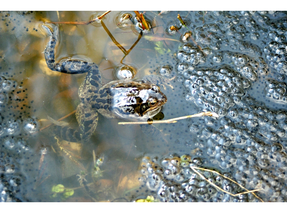 Vater Frosch zählt  seine Kinderschar und gibt  bei 658 auf ... :-)