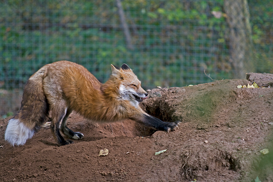 Vater Fuchs nach dem Nickerchen ;)