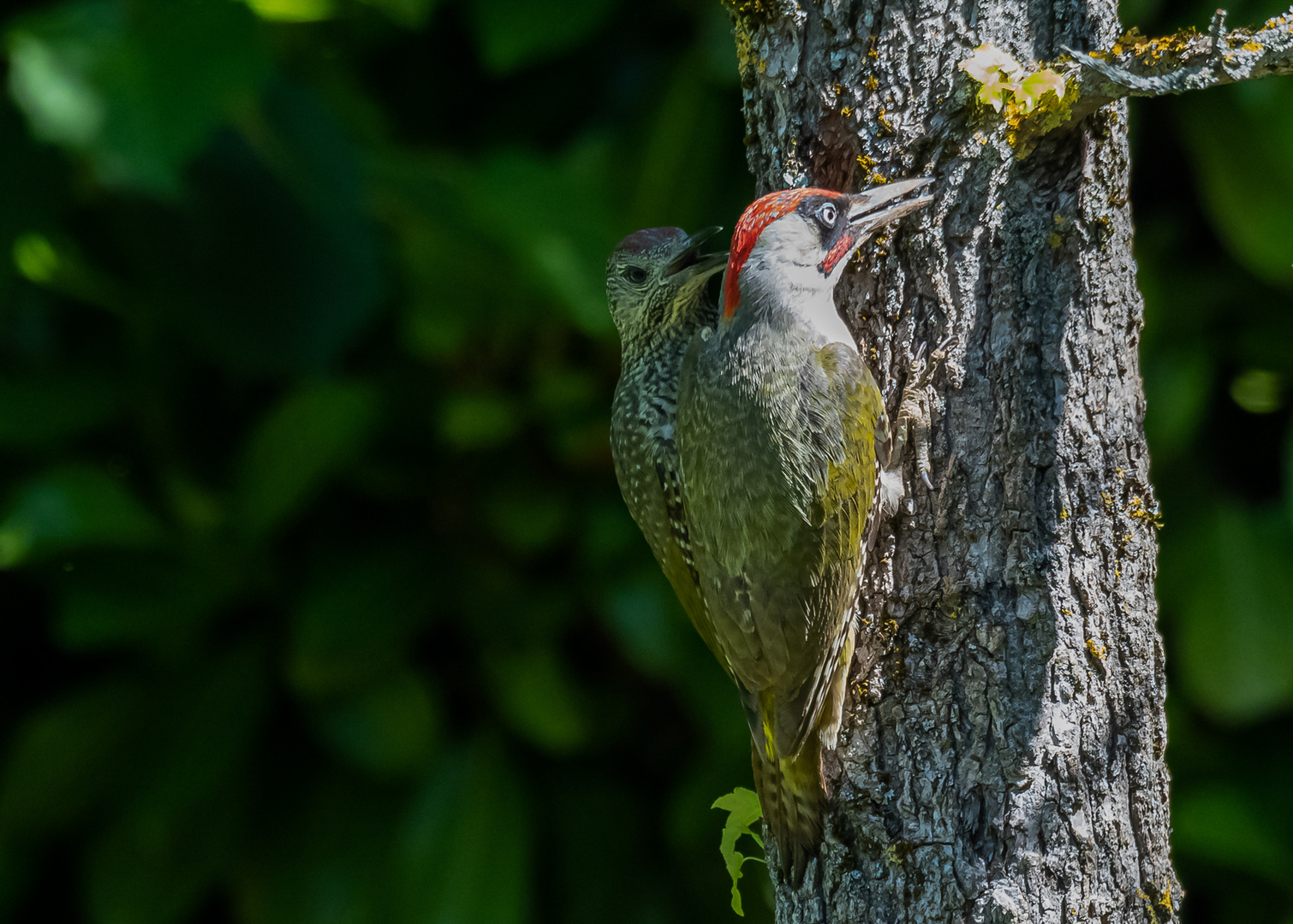 Vater Grünspecht mit Jungvogel