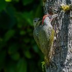 Vater Grünspecht mit Jungvogel