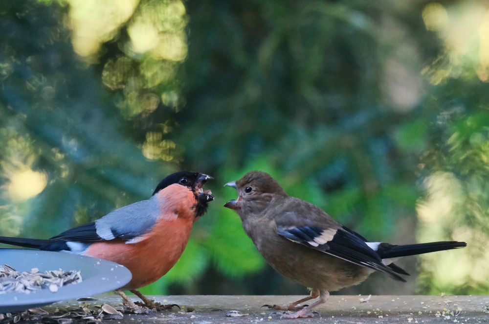 Vater - Kind - Unterhaltung  ;-)