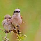 Vater mit Nachwuchs