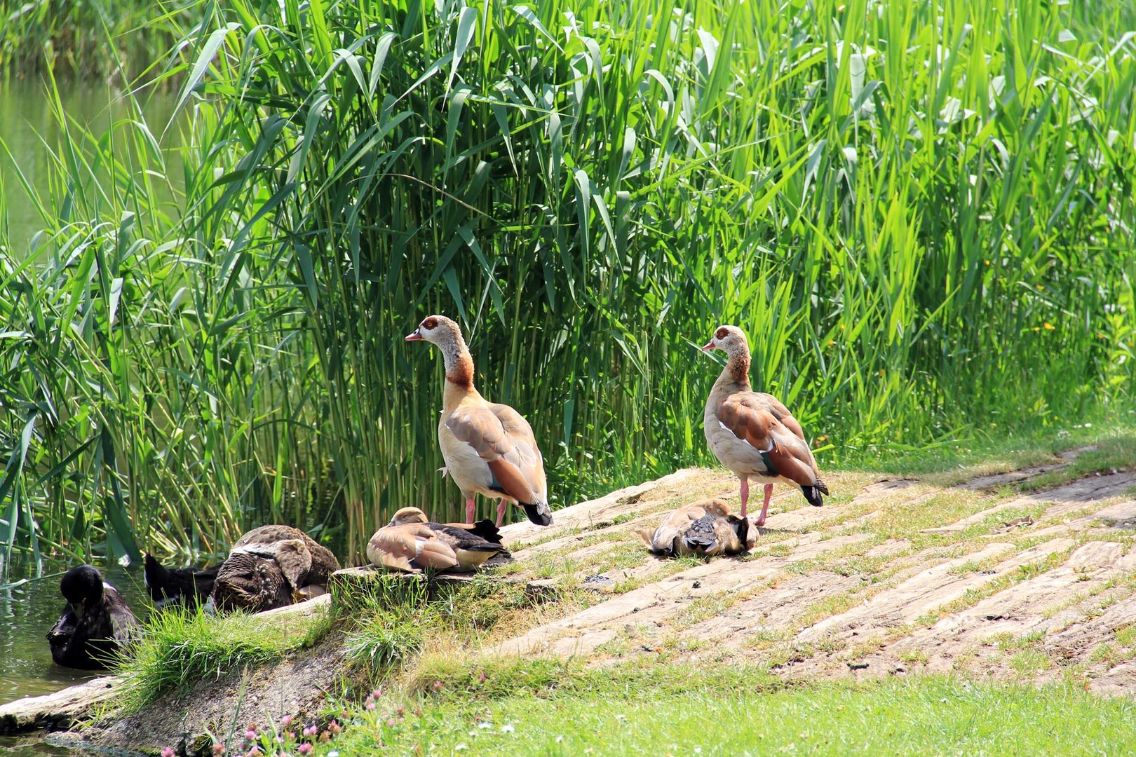 Vater, Mutter und die Kinder