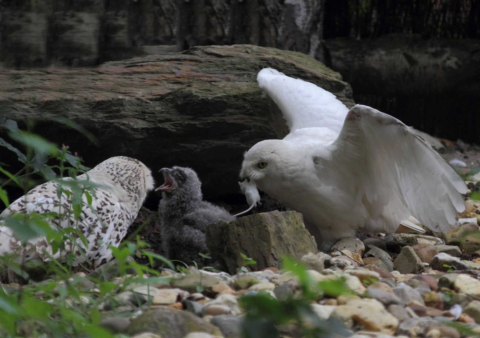 Vater, Mutter,Kind und Maus