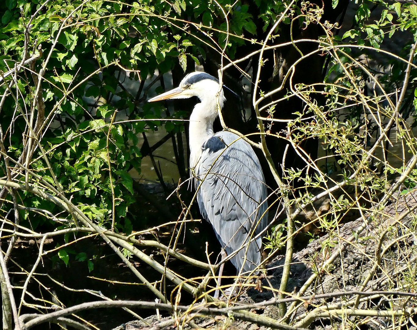 Vater Reiher wartet auf Fische