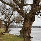 Vater Rhein sucht sich ein breiteres Bett