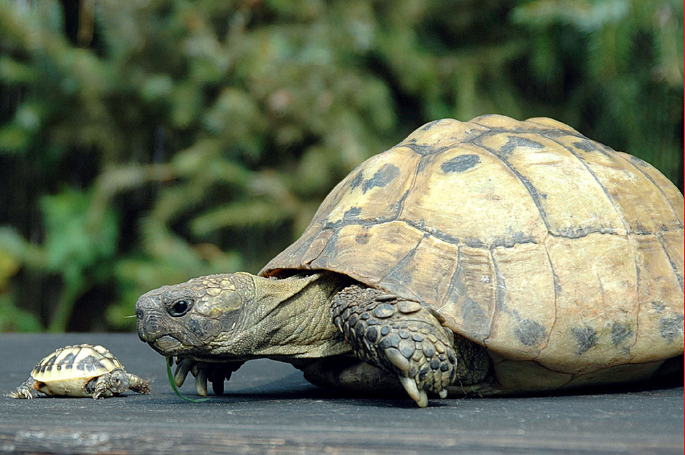 Vater Schildkröte und sein Kind