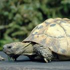 Vater Schildkröte und sein Kind