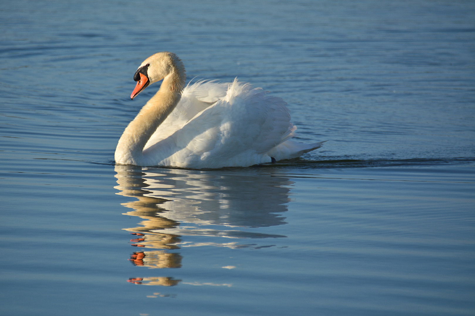 VATER SCHWAN.....