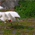 Vater Schwan bewacht das Nest