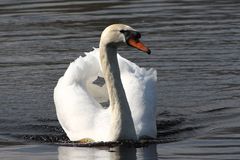 Vater Schwan