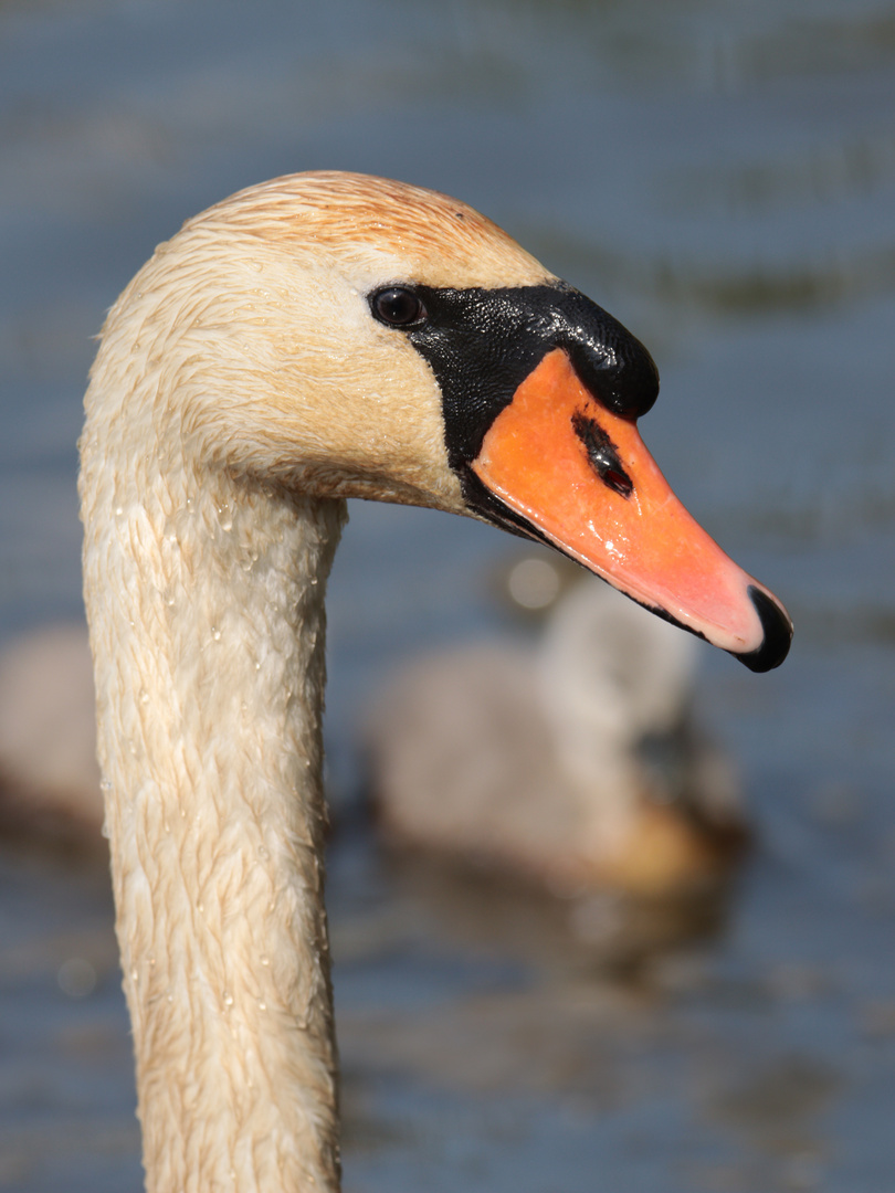 Vater Schwan im Porträt