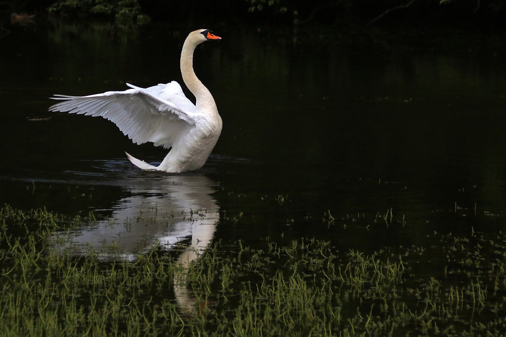 Vater Schwan mit Flügelschlag