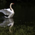 Vater Schwan mit Flügelschlag