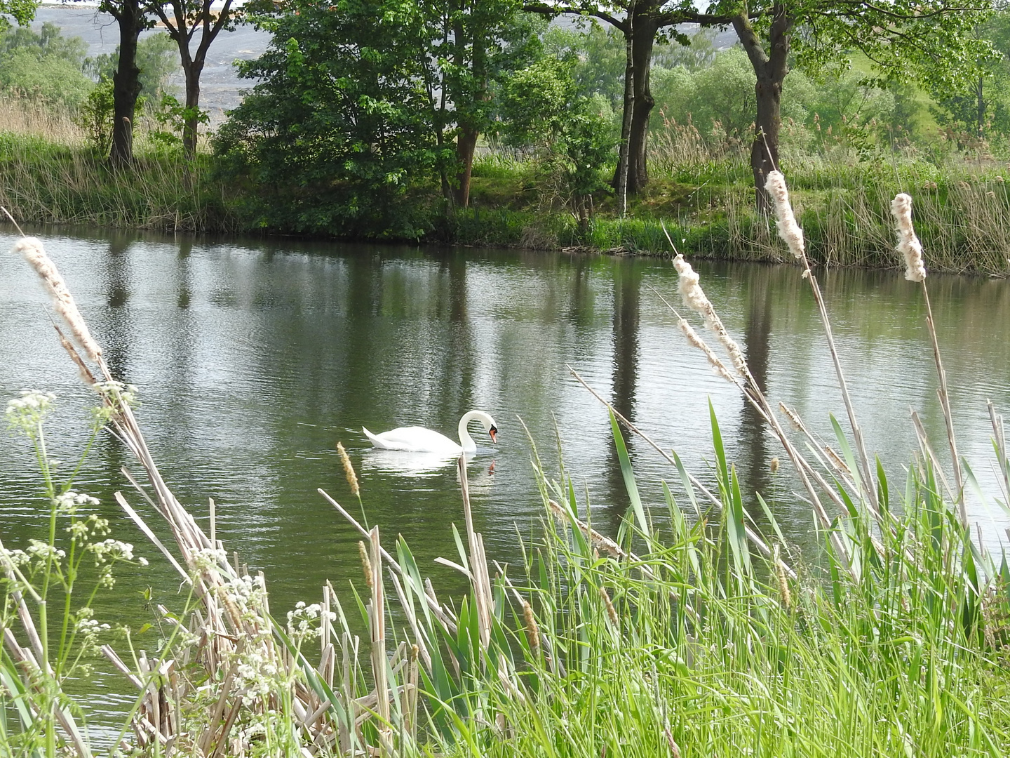 Vater Schwan wartet auf seinen Nachwuchs