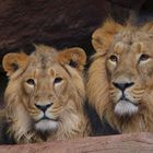 Vater & Sohn