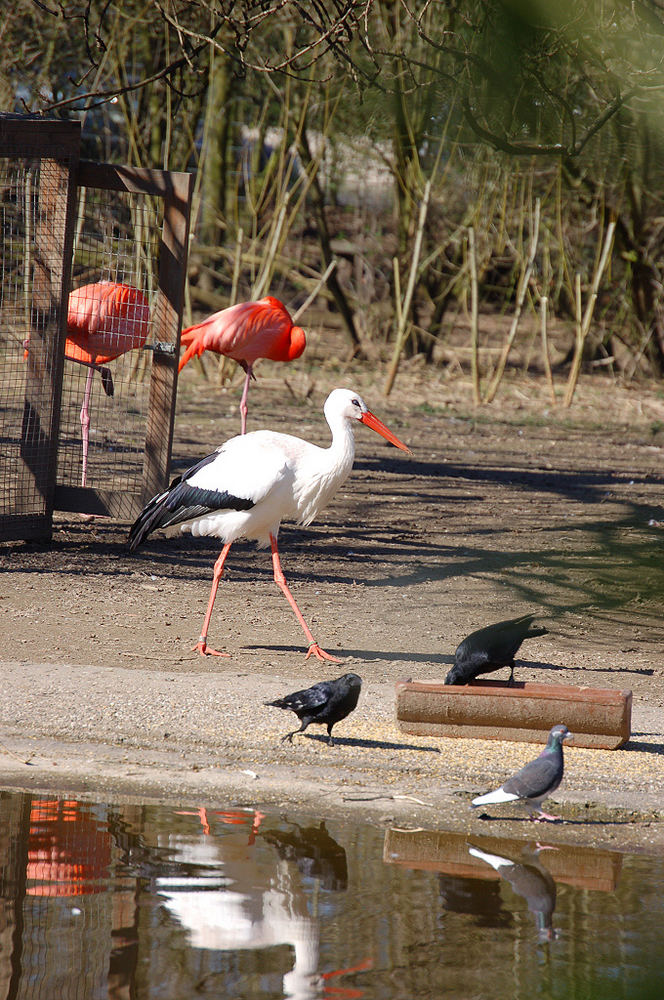 vater storch hat´s eilig