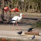 vater storch hat´s eilig