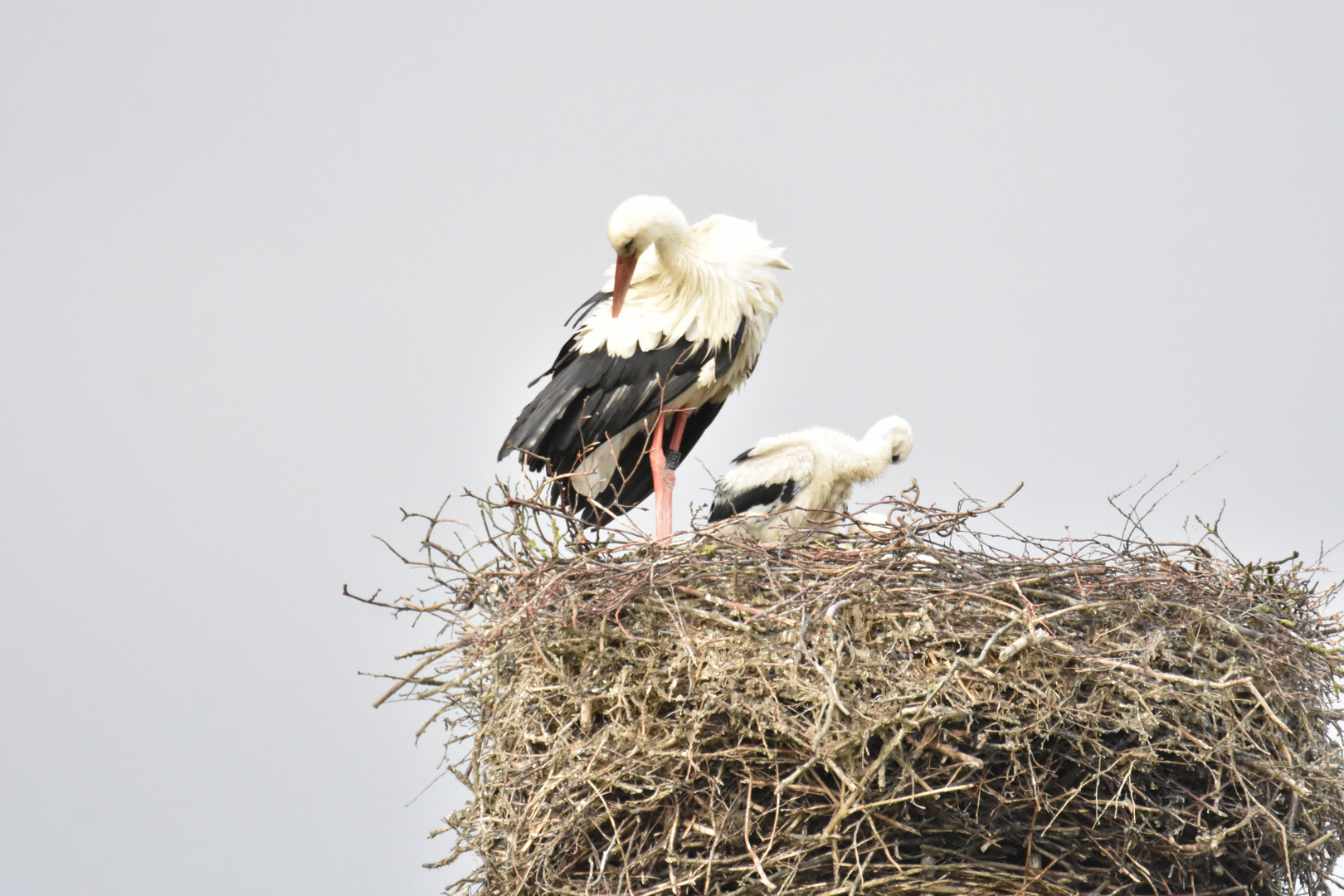 Vater und Sohn ...