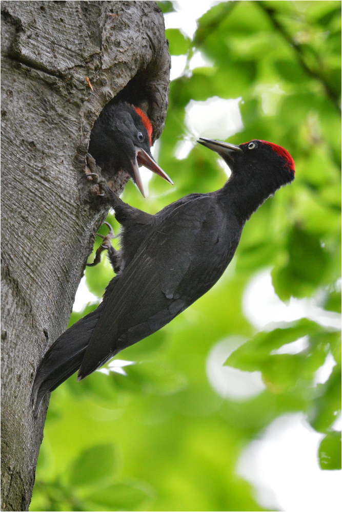 Vater und Sohn . . .