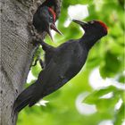 Vater und Sohn . . .