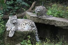 "Vater und Sohn"