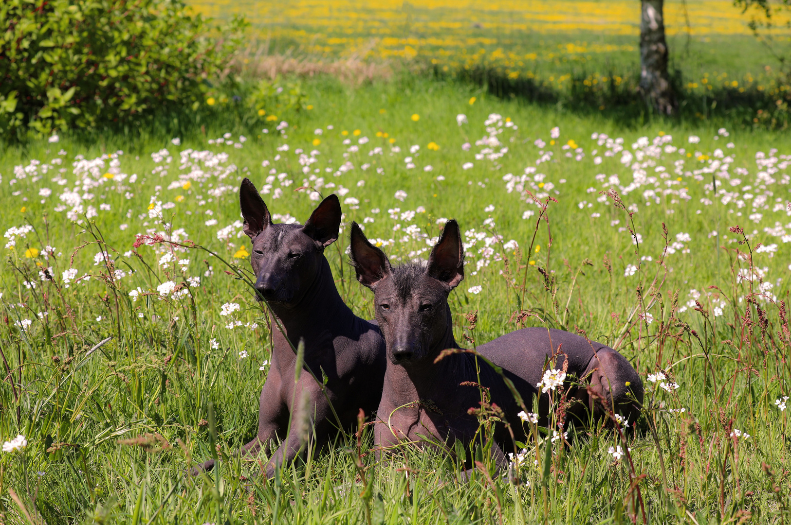 Vater und Sohn auf der Frühlingswiese