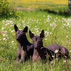 Vater und Sohn auf der Frühlingswiese