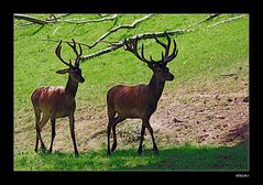 Vater und Sohn beim Spaziergang in den Wald....