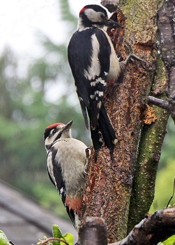 Vater und Sohn