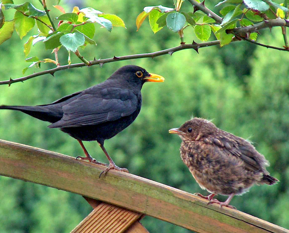 Vater und Sohn