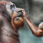 Vater und Sohn- Orang-Utans 