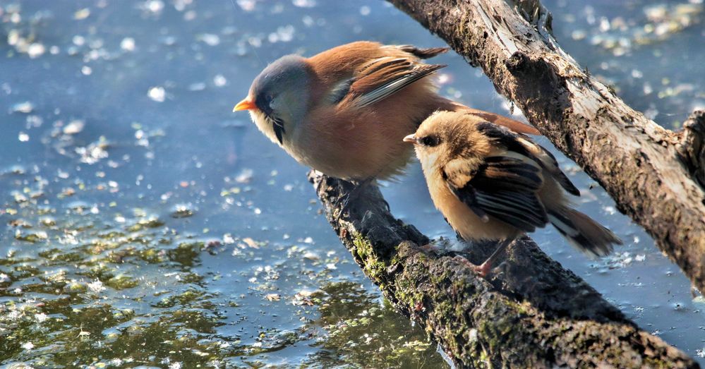 VATER UND TOCHTER BARTMEISE