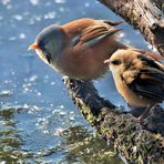 VATER UND TOCHTER BARTMEISE