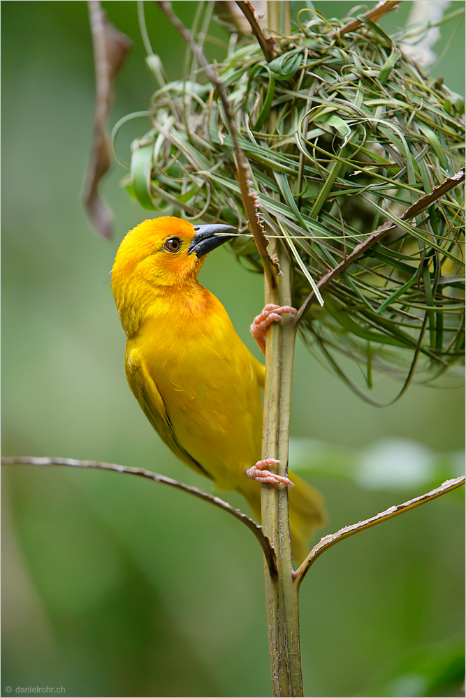 Vater Webervogel