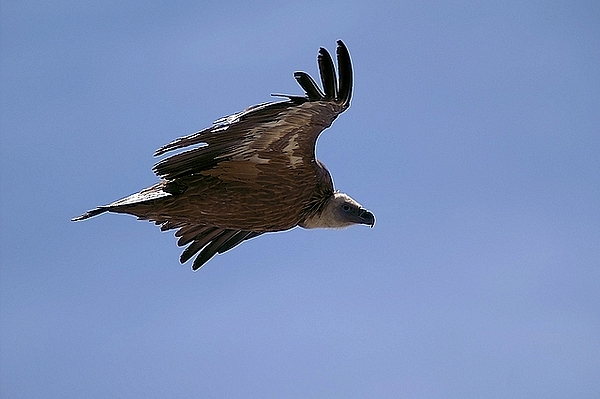 Vautour